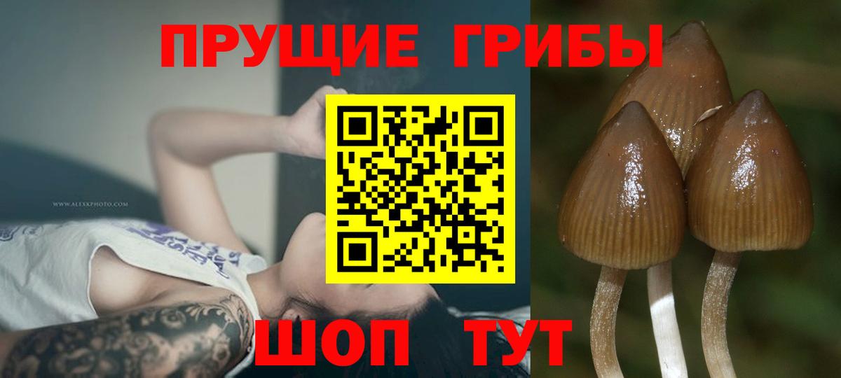 Псилоцибиновые грибы Psilocybe Пугачёв